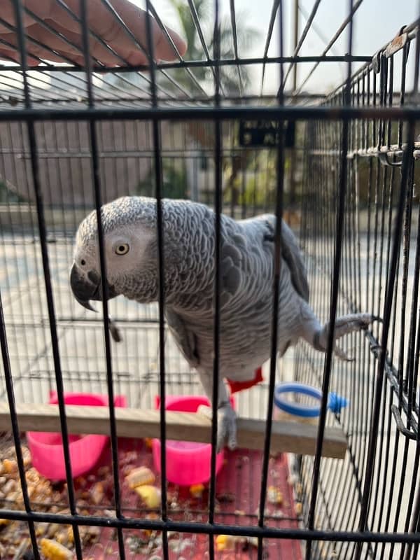 African grey 2