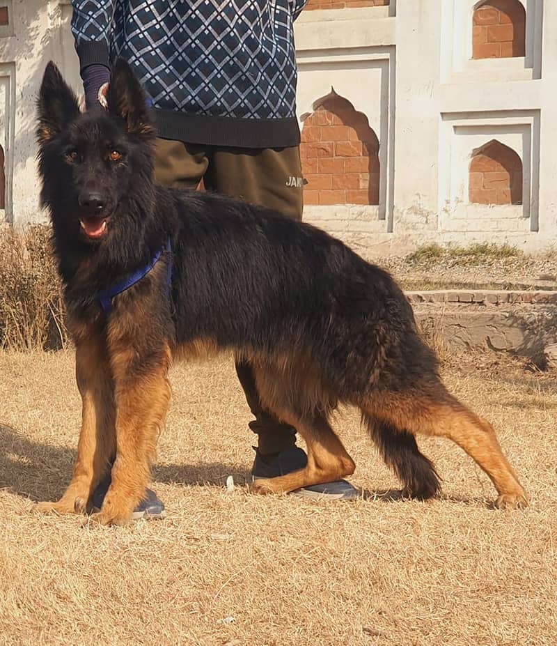 german shepherd tripple coat male available for sale 0