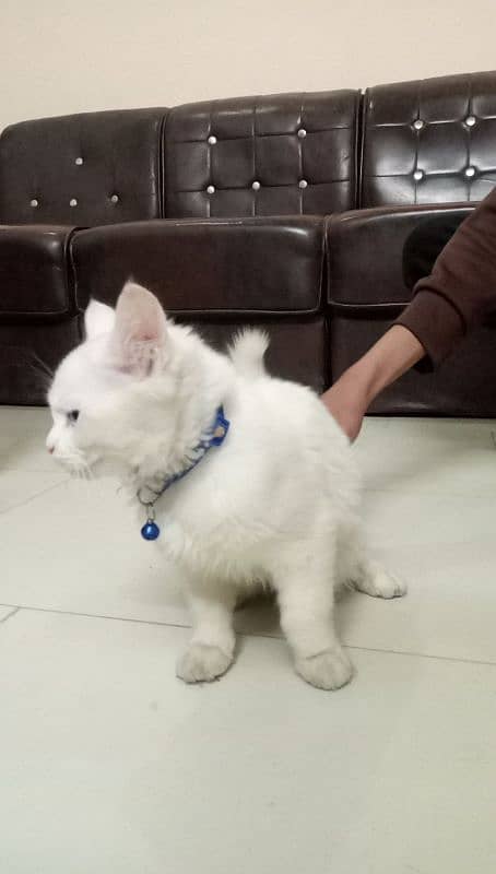 Persian cat 0