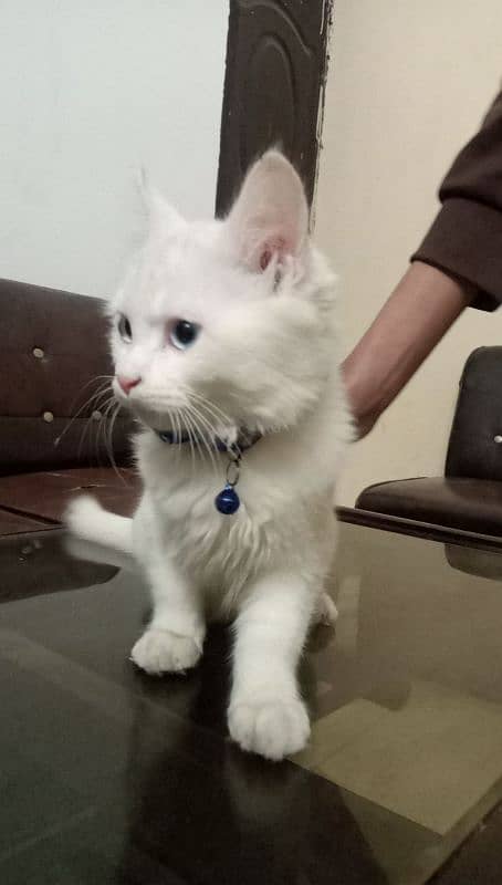 Persian cat 2