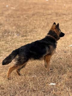 Pedigree German shepherd long coat  female available