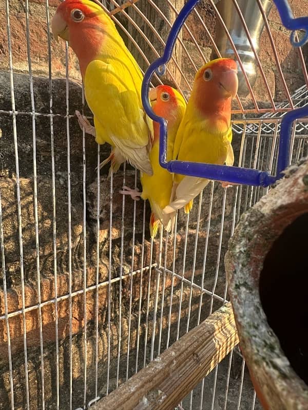 love bird common lutino breeder pair 0