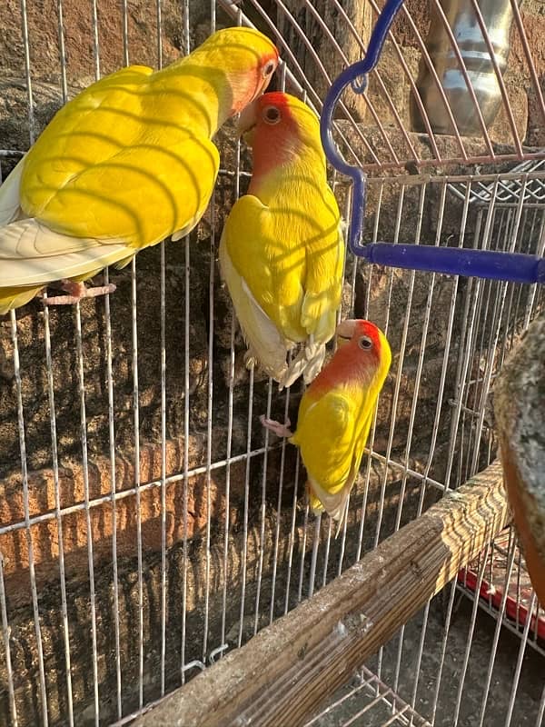 love bird common lutino breeder pair 1