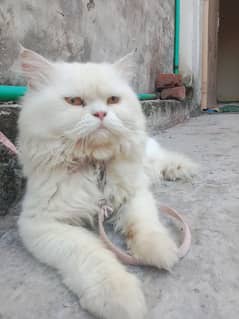 Pure Persian Tipple Coated Male Cat