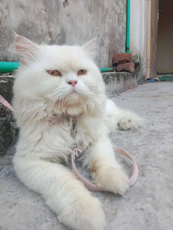 Pure Persian Tipple Coated Male Cat 0