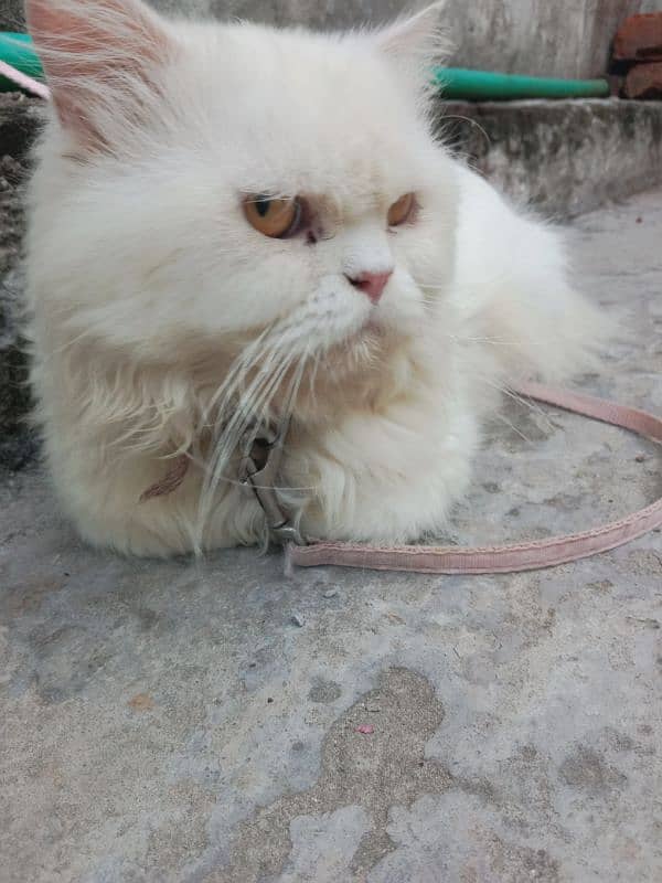 Pure Persian Tipple Coated Male Cat 1