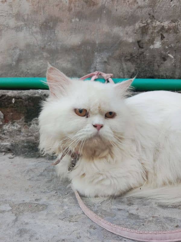 Pure Persian Tipple Coated Male Cat 2