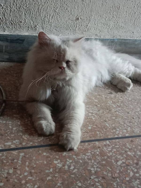 Pure Persian Tipple Coated Male Cat 3