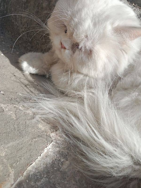 Pure Persian Tipple Coated Male Cat 4