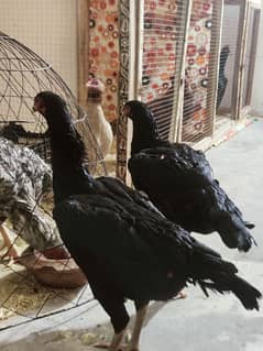 long height patya rin bird breed is per rabta kary03274781314