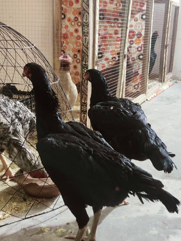 long height patya rin bird breed is per rabta kary03274781314 0