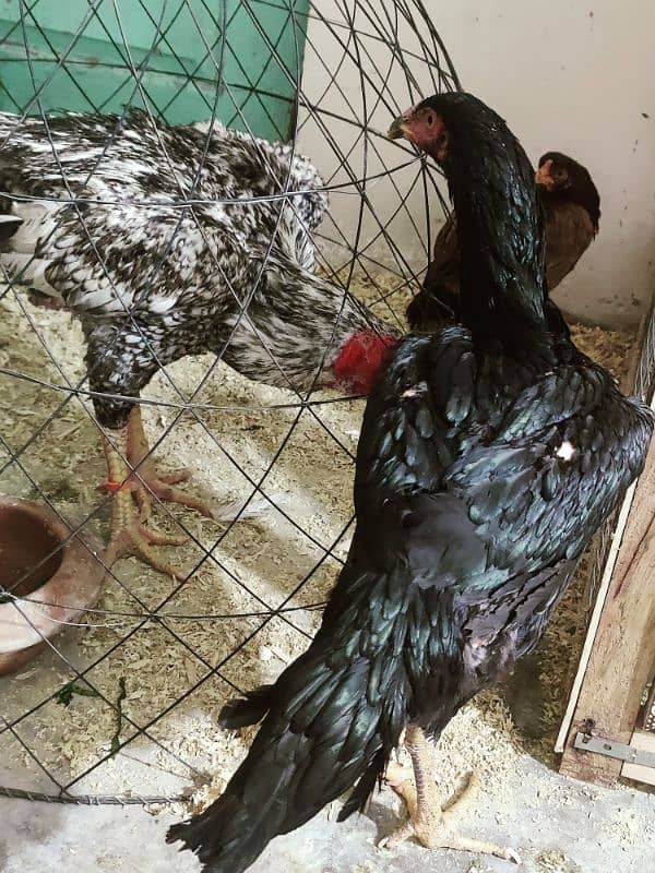 long height patya rin bird breed is per rabta kary03274781314 4