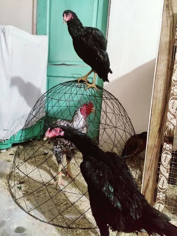 long height patya rin bird breed is per rabta kary03274781314 6