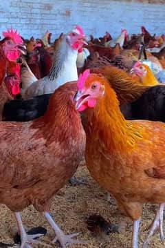 golden misery and Australorp chicken for sale