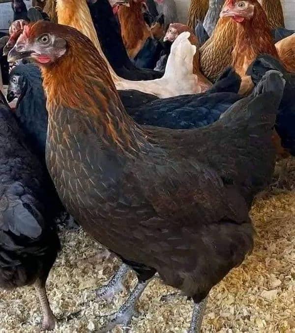 golden misery and Australorp chicken for sale 2