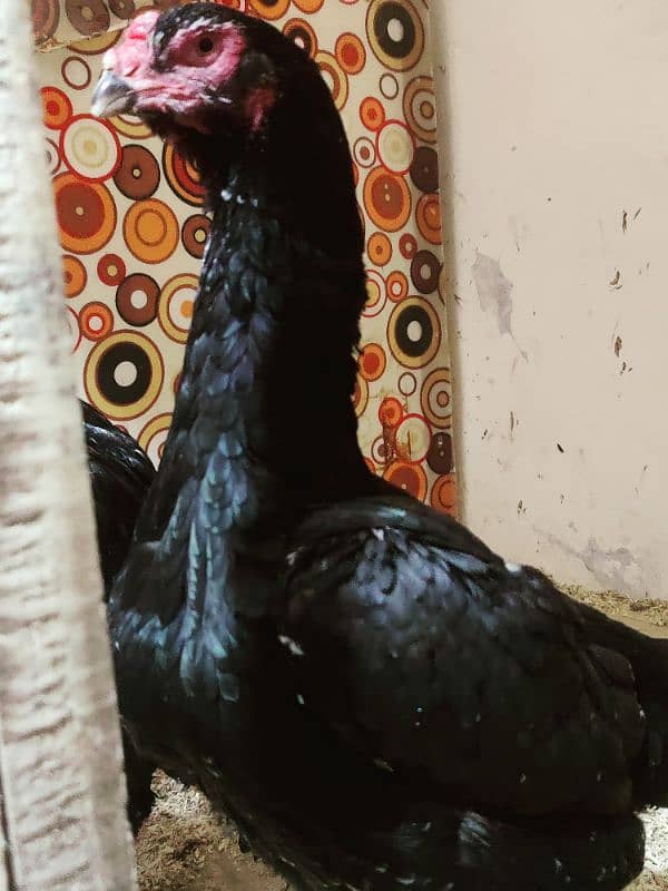 long height patya rin bird breed is per rabta kary03274781314 7