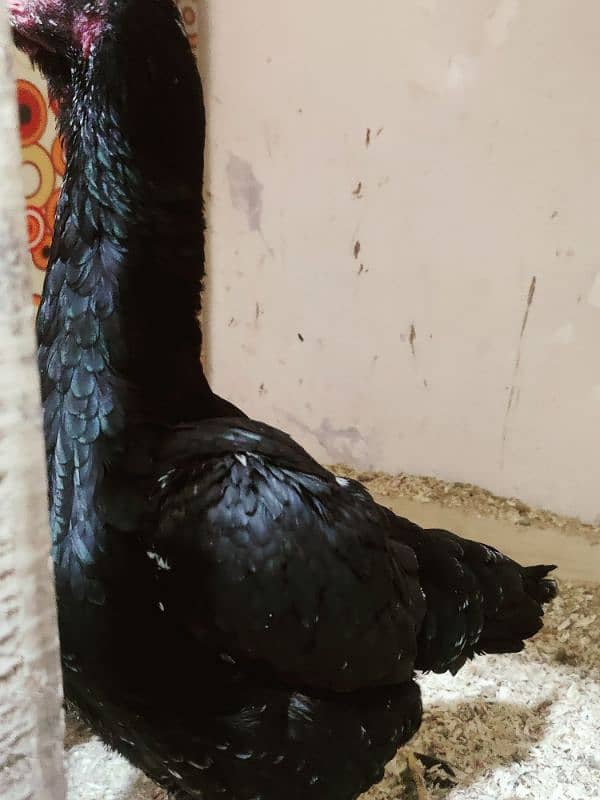 long height patya rin bird breed is per rabta kary03274781314 8