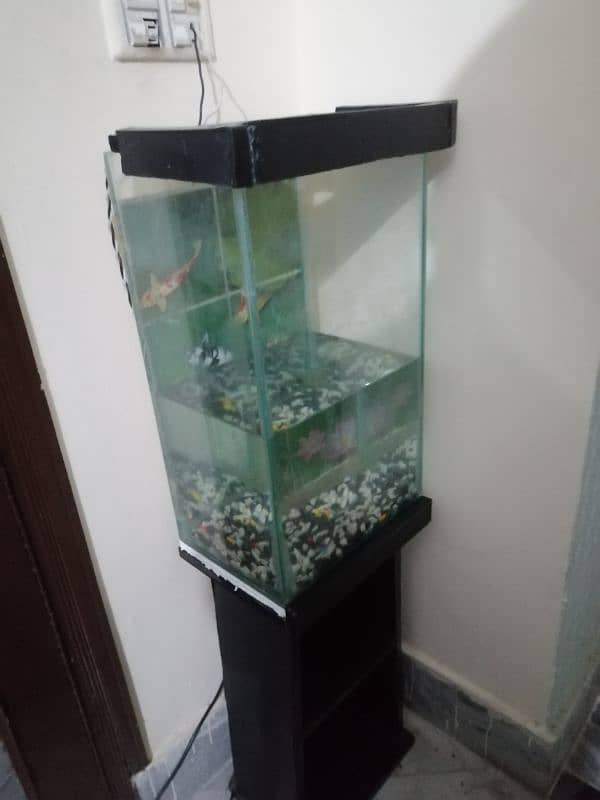 Fish Aquarium setup 1