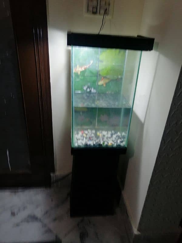 Fish Aquarium setup 2