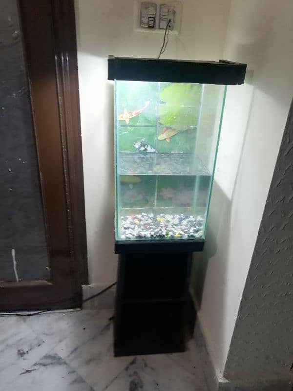 Fish Aquarium setup 3