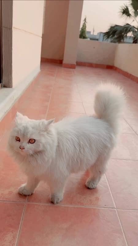 Persian cat 1