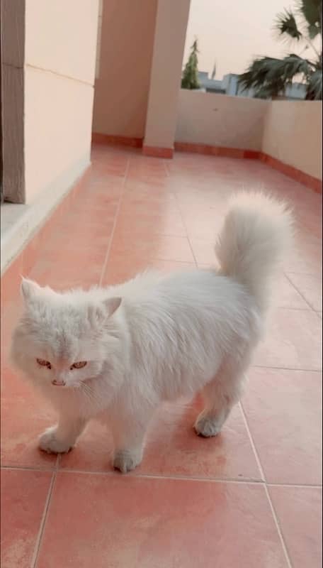 Persian cat 2