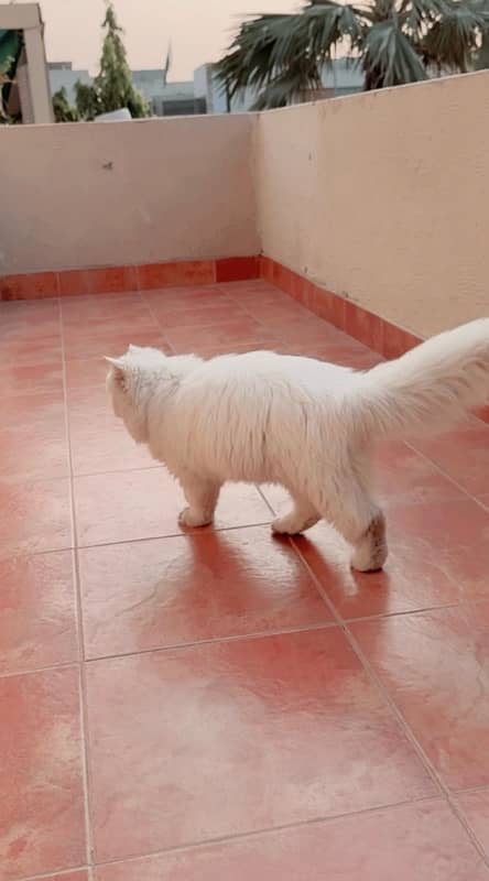 Persian cat 3