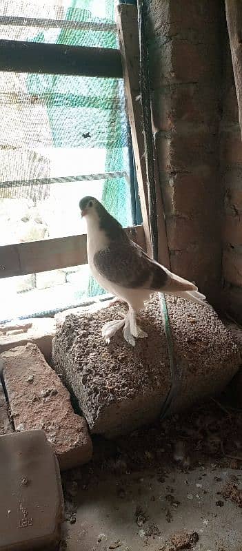 black sherazi,black megpai,fancy pigeons 3