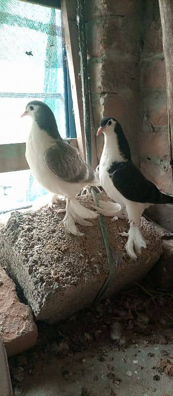 black sherazi,black megpai,fancy pigeons 4