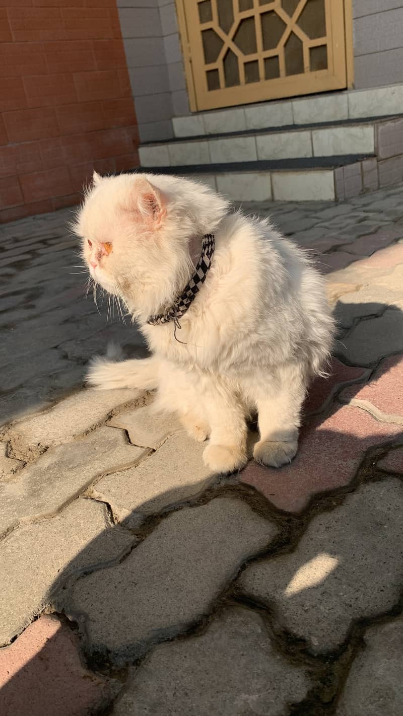 Cat persian fully actice cat. 0