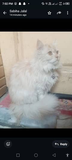 Angora