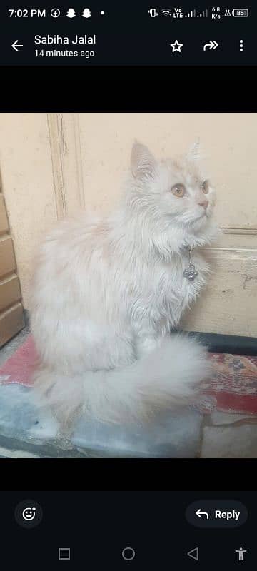 Angora turkish male cat toilet trained 0