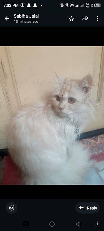 Angora turkish male cat toilet trained 1