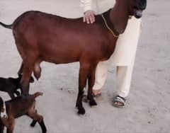 Desi Bakri Our 3 Bacchon ka Sath For Sale CALL Me _03226643435