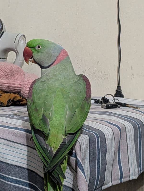 Male Raw Parrot 0