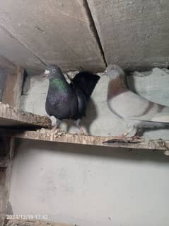 pigeon