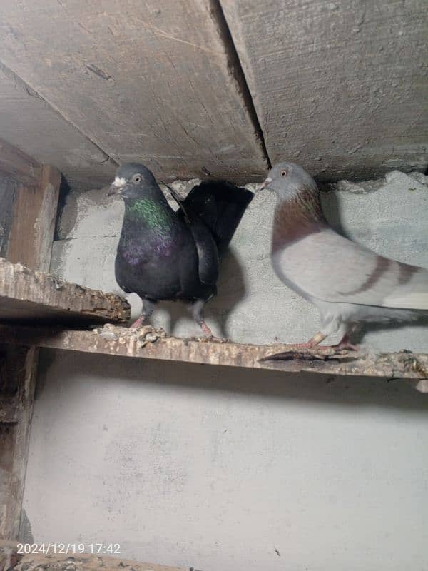 pigeon dubaz pair 0