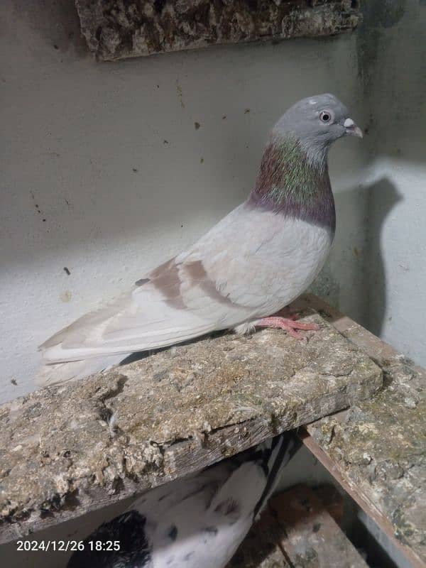 pigeon dubaz pair 2