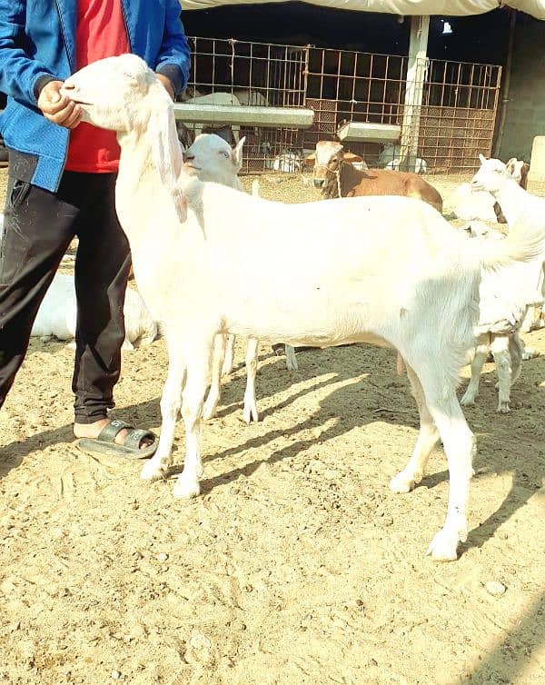 rajanpure bakri 0