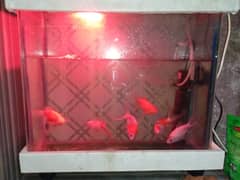 6 Goldfish  with aquarium