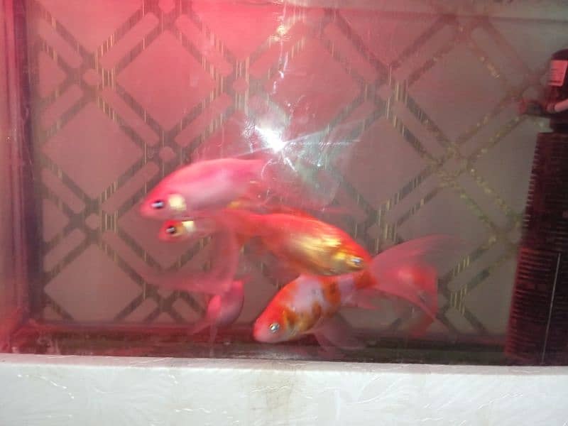 6 Goldfish  with aquarium 2