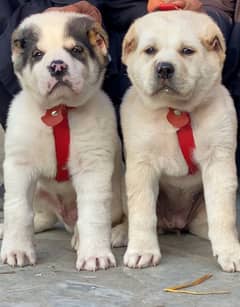 Alabai Dog pair | King Alabai Breed | Alabai Puppies | security dog