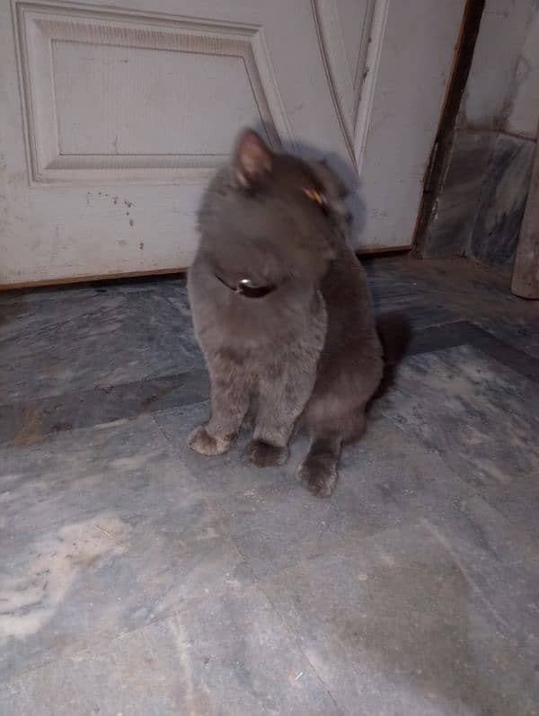 Persian cat for sale 1