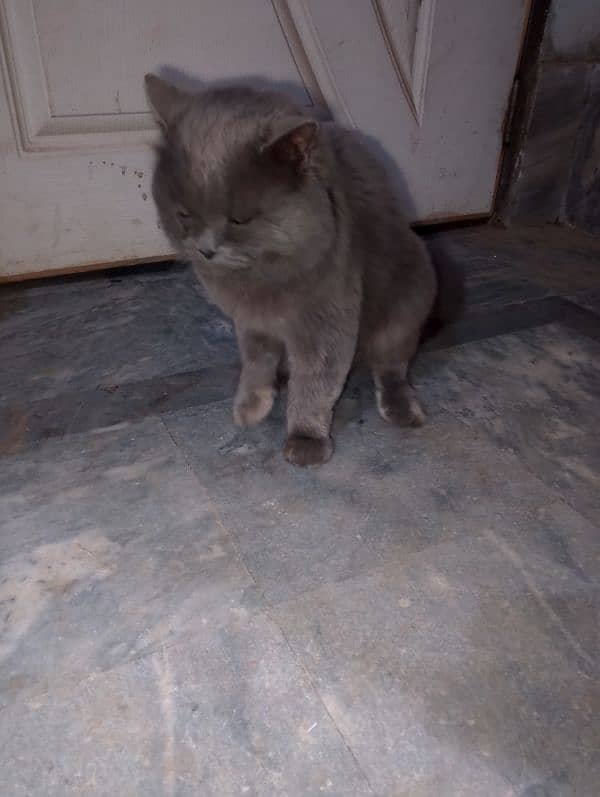 Persian cat for sale 3