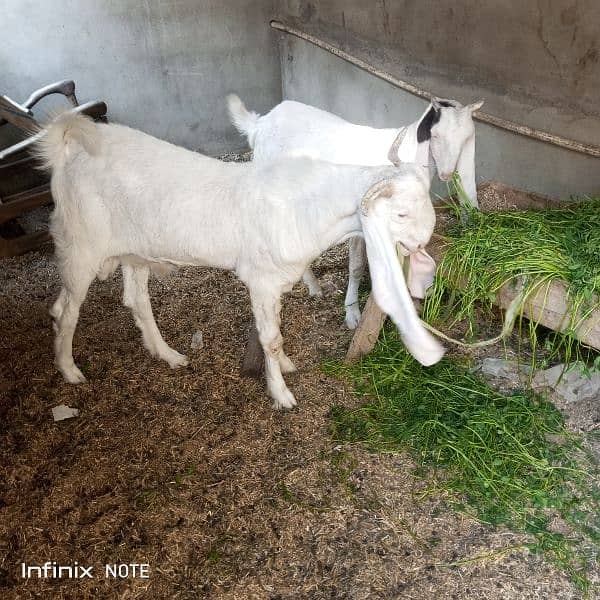 bakri or bakra sale 0