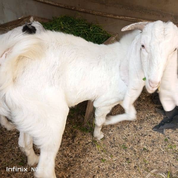 bakri or bakra sale 1