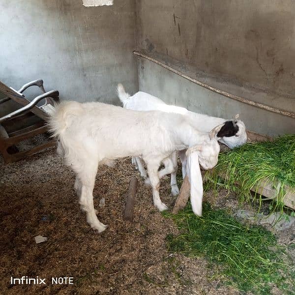 bakri or bakra sale 3