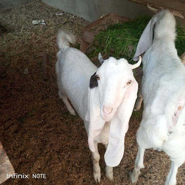 bakri or bakra sale 4