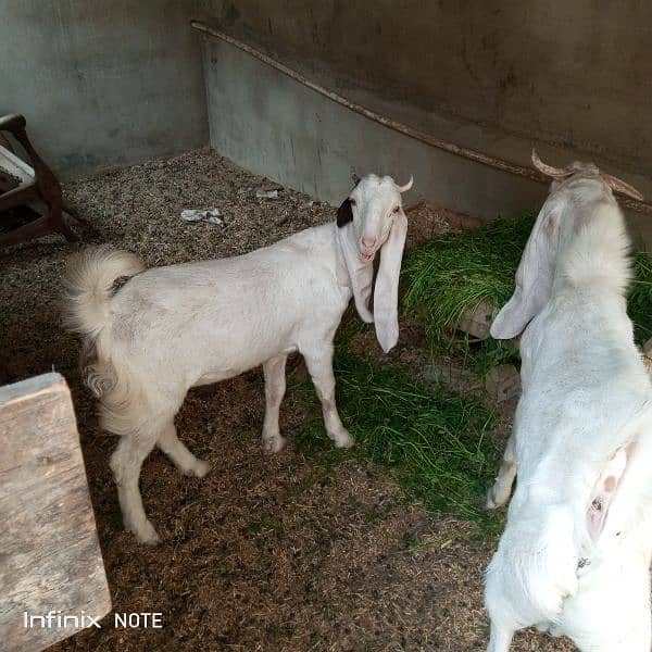 bakri or bakra sale 5