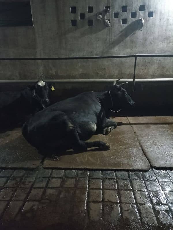 Cow mats, mattress, Rubber Sheets 2